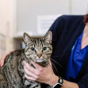 Veterinary Instruments